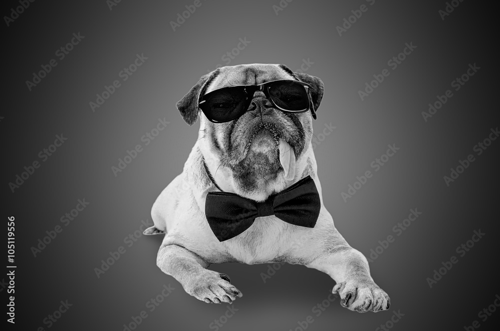 Smart detective cute pug dog with sunglasses and suit Bow Tie in black and white.