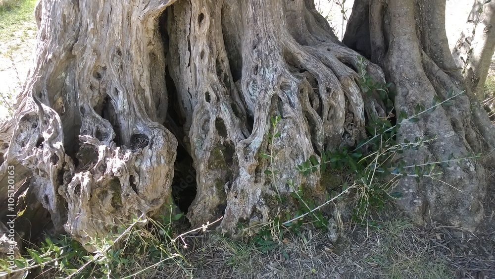 the roots of the old olive tree the roots of the old olive tree