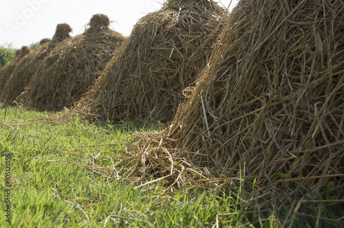hay stack in farm land concept