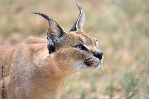 Caracal in Namibia photo