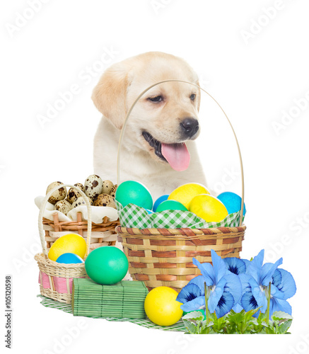 labrador puppy and a basket with colorful eggs