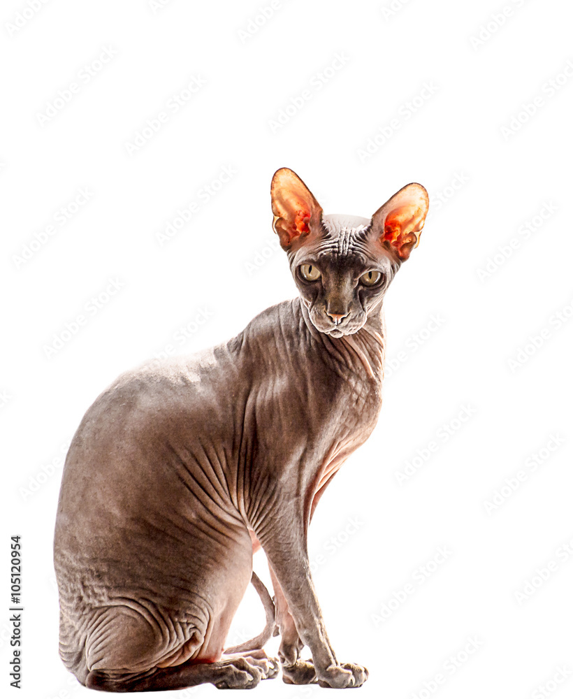 Sphynx Cat isolated on the white background