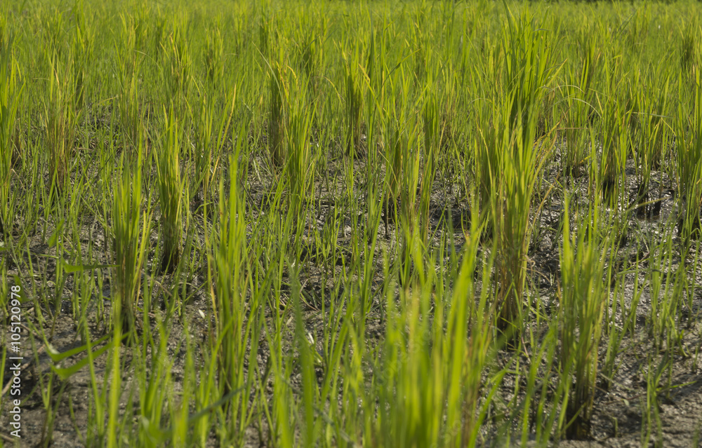 green rice field