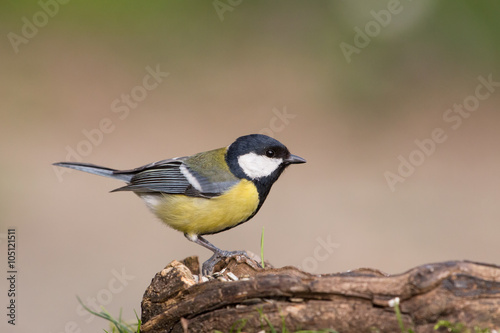 Great tit (Parus major), Italy