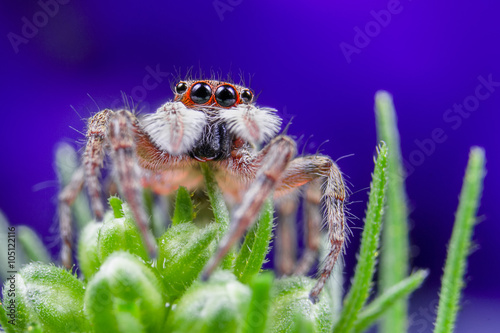 Jumper spider, spider, spider with big eyes