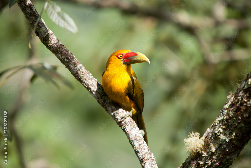 Fototapeta premium Saffron toucanet - toucans