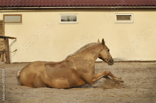Palomino horse wallowing in sand