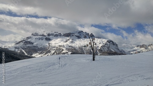 Spookey trere in Alps © flywitheye
