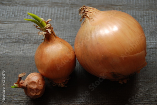 Onions growth - close-up