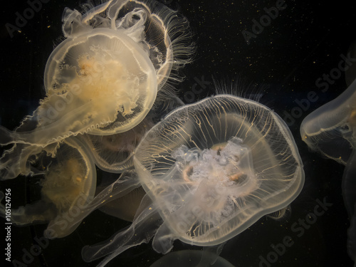 Moon jellyfish (Aurelia aurita) swimming