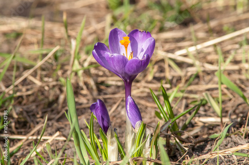 blue crocus flower