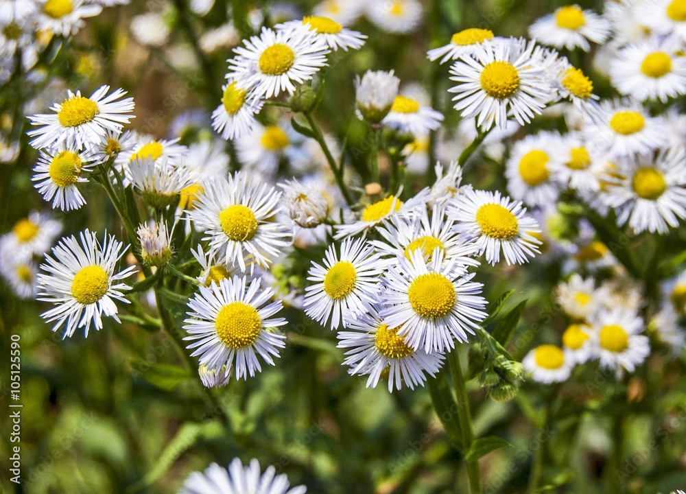 Fototapeta premium Beautiful wild daisy