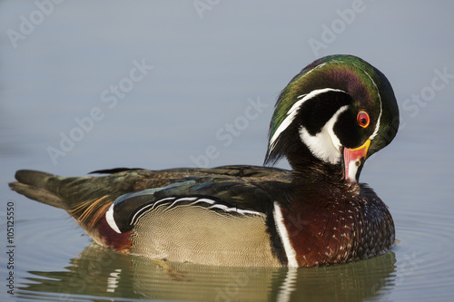 Photography The wood duck , Carolina duck