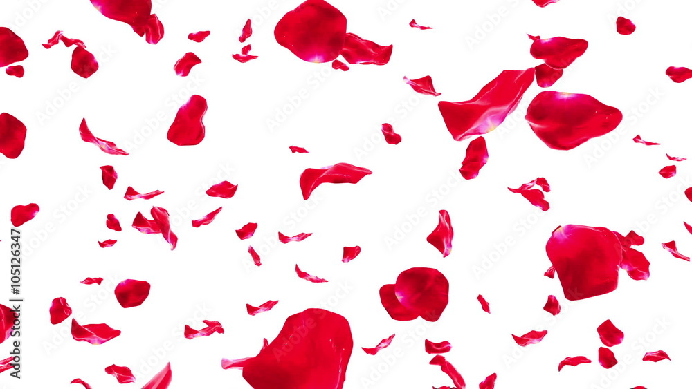 Rose Petals Falling on White (Loop with Matte). Seamlessly loopable realistic animation of falling rose petals. You can replace background with your own footage or graphics.
