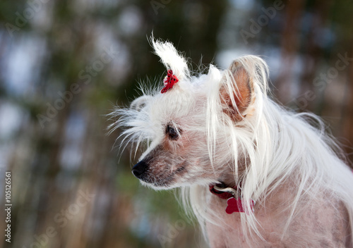 Portrait of a Chinese Crested Hairless dog