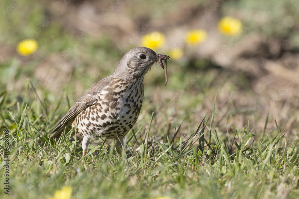 The mistle thrush (Turdus viscivorus) The mistle thrush (Turdus viscivorus)