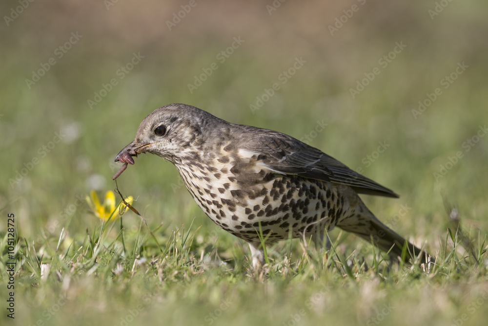 The mistle thrush (Turdus viscivorus) The mistle thrush (Turdus viscivorus)