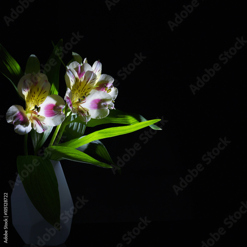 Alstroemeria flower