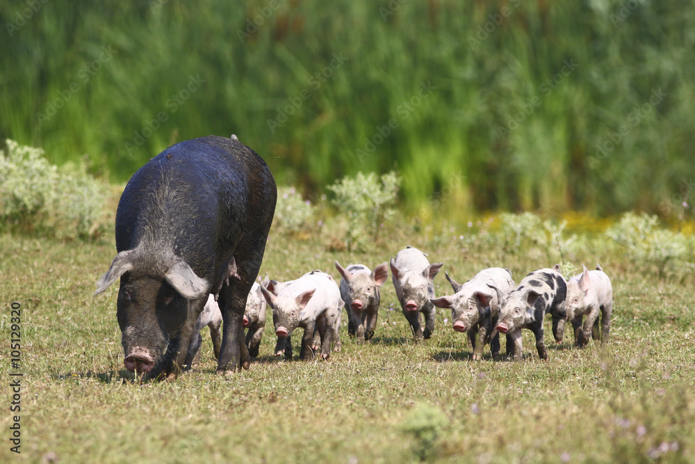 Sow and baby pigs Sow and baby pigs
