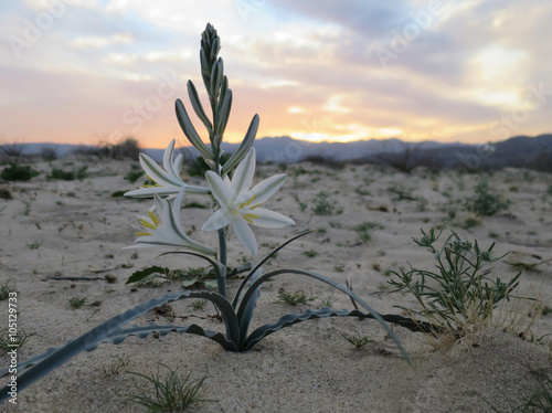 Desert Lily - Hesperocallis undulata