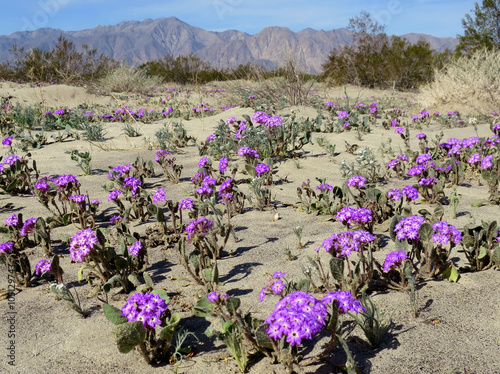 Desert Sand Verbena - Abronia villosa photo