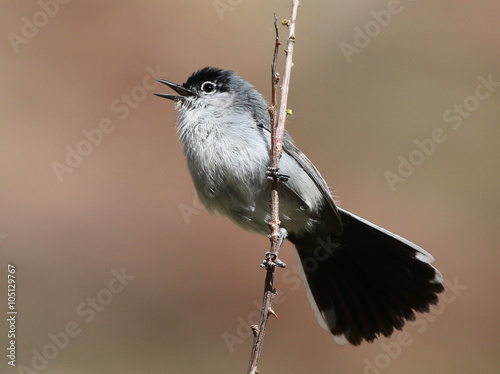 Black-tailed Gnatcatcher Calling #105129767