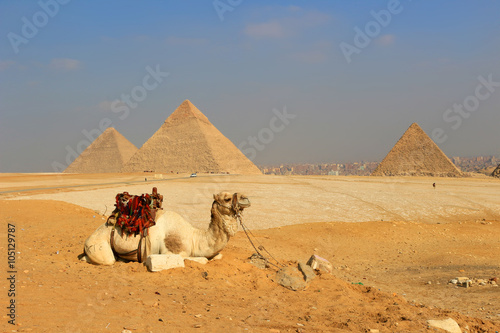 Camel The Pyramids of Egypt at Giza