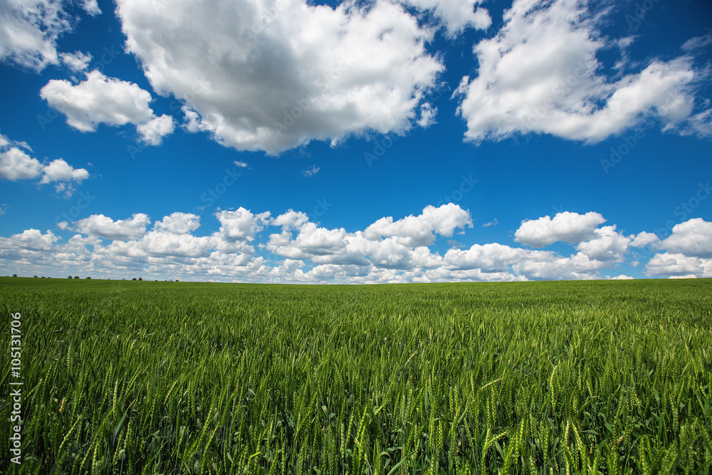 Wheat field against blue sky with white clouds. Agriculture scen Wheat field against blue sky with white clouds. Agriculture scen