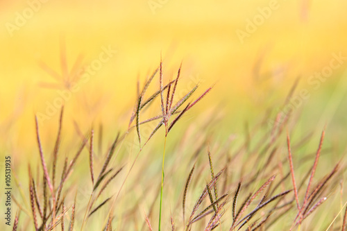 Flowers grass blurred bokeh background colorful