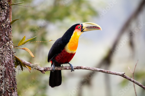 green-billed toucan - red-breasted toucan