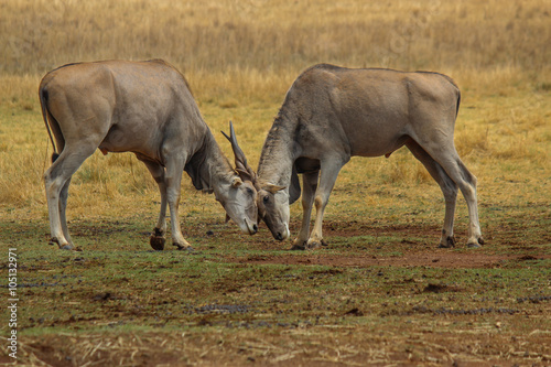 Eland bulls locking horns