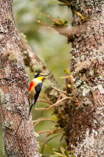 Yellow-fronted woodpecker