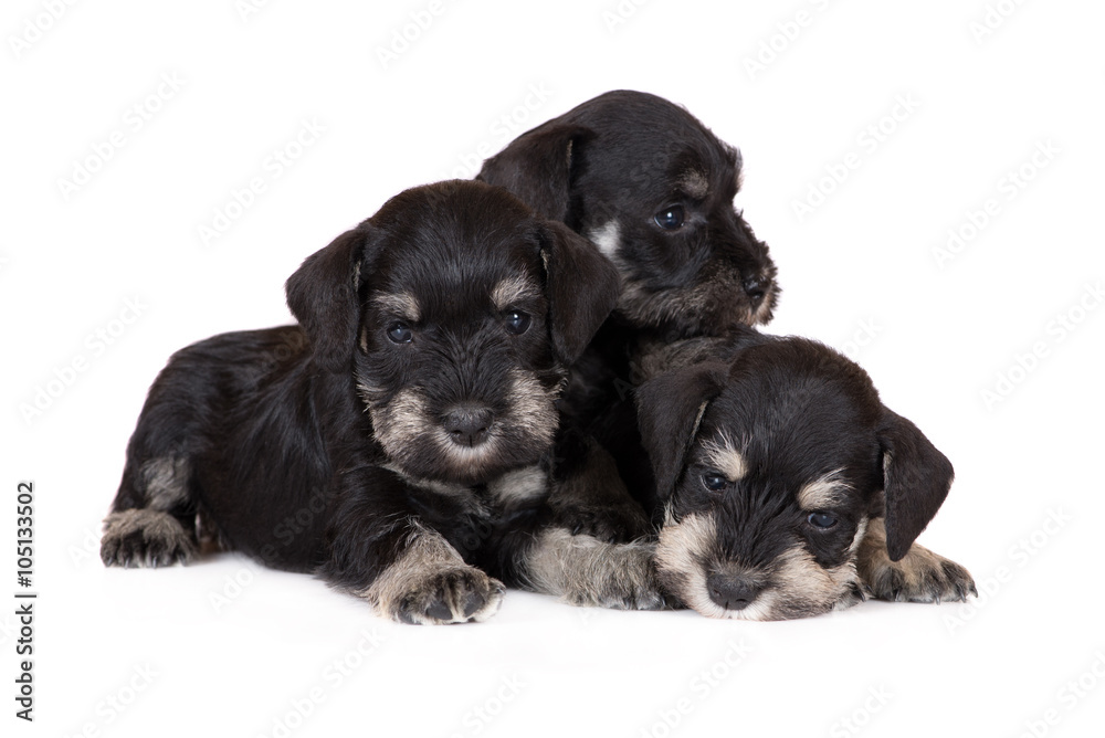 Fototapeta premium three schnauzer puppies on white