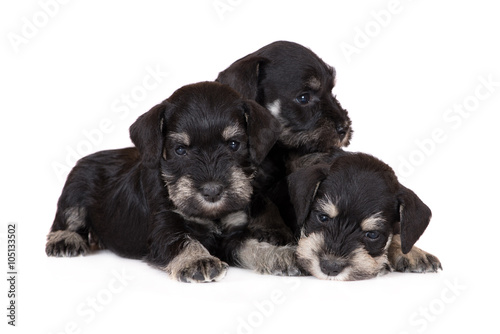 three schnauzer puppies on white