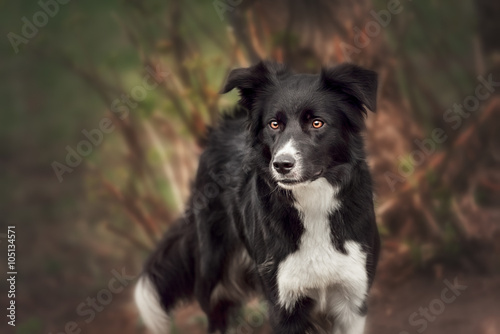 Beautiful Border Collie 