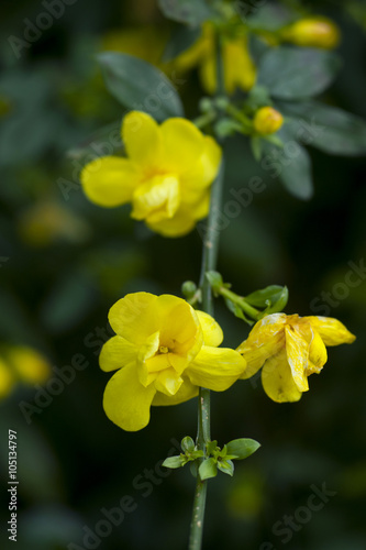 Sprig of yellow jasmine