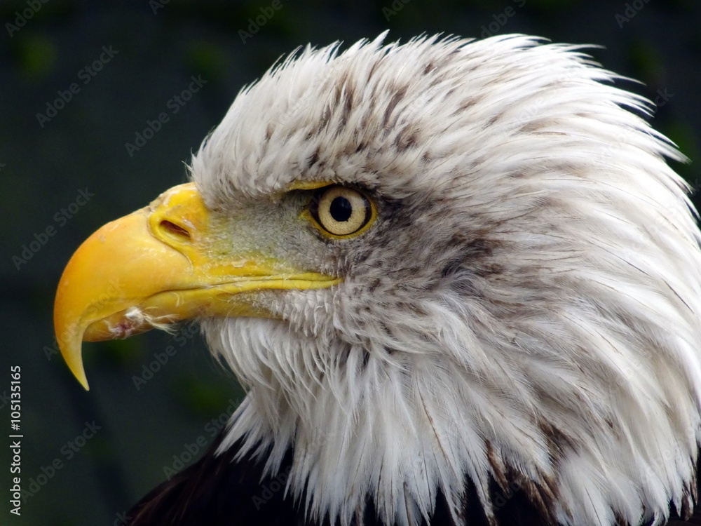 Fototapeta premium Bielik