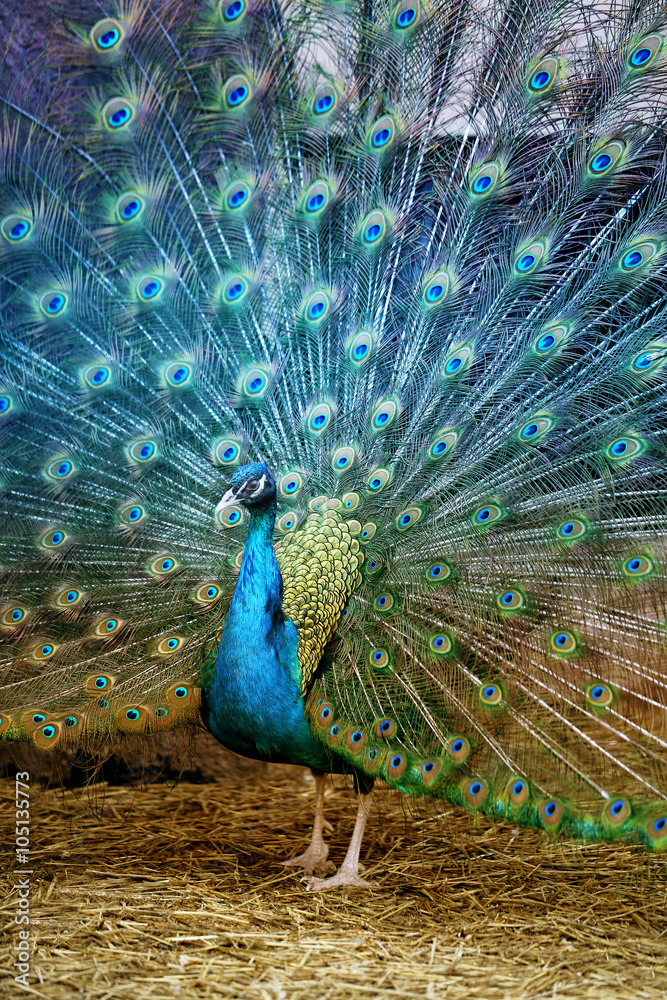 Naklejka premium photo portrait of beautiful peacock