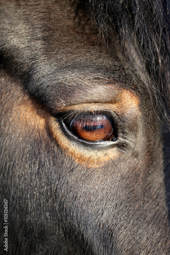 macro photo of a horse