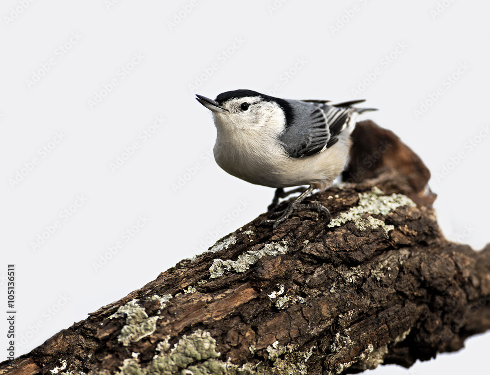 Obraz premium White breasted Nuthatch (Sitta carolinensis)