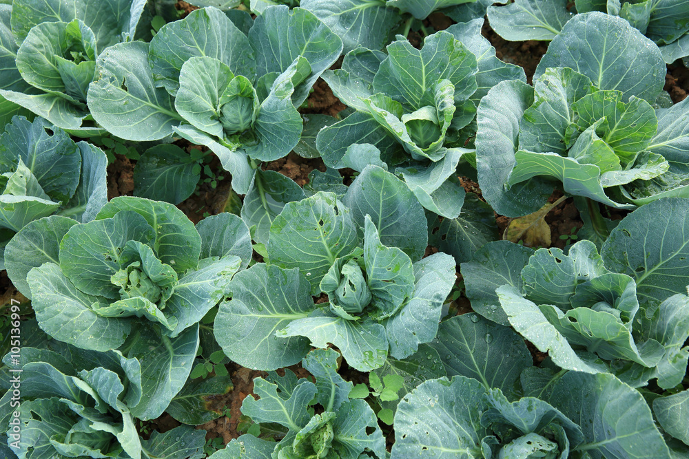 green cabbage crops in growth at field green cabbage crops in growth at field
