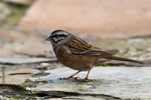 rock bunting bird on a stone