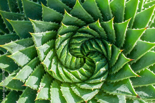 Lesotho's national plant, the spiral aloe photo