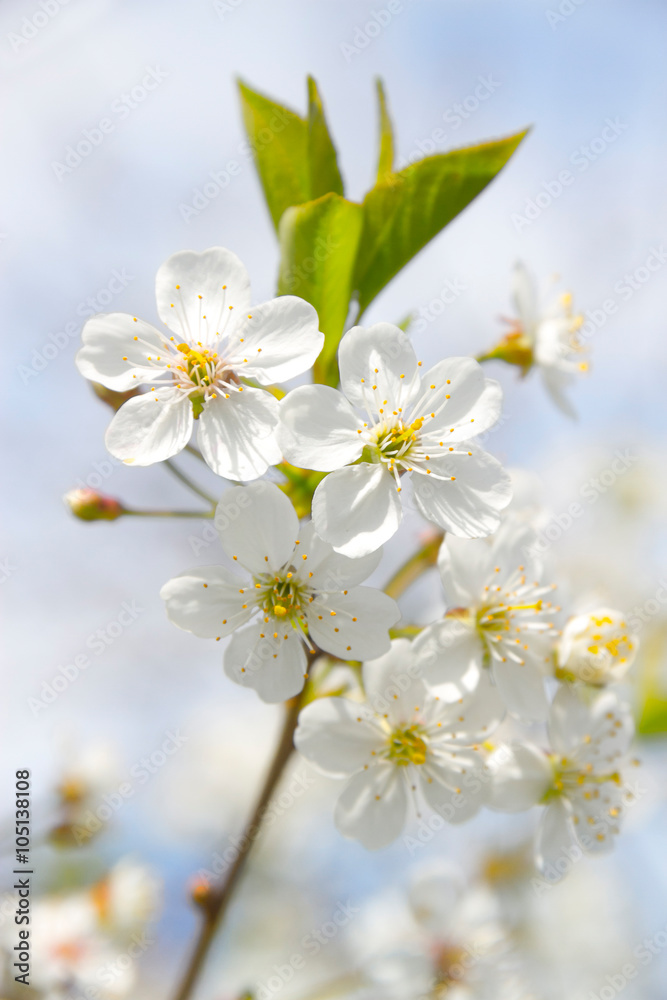 spring , flowering , cherry
