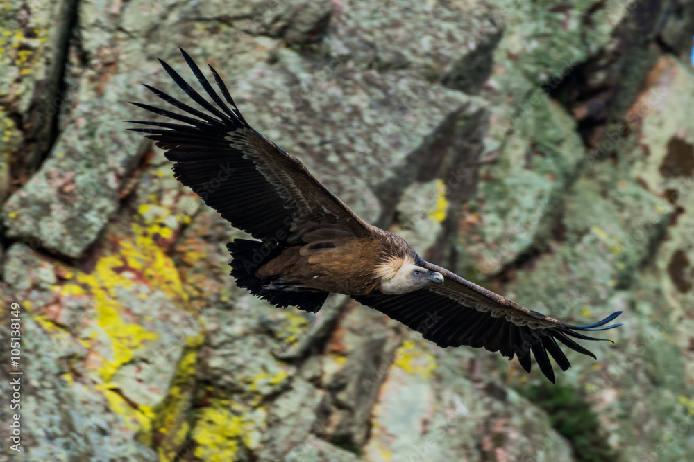 Fototapeta premium griffon vulture in flight