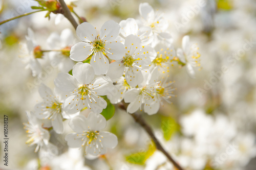 spring   flowering   cherry