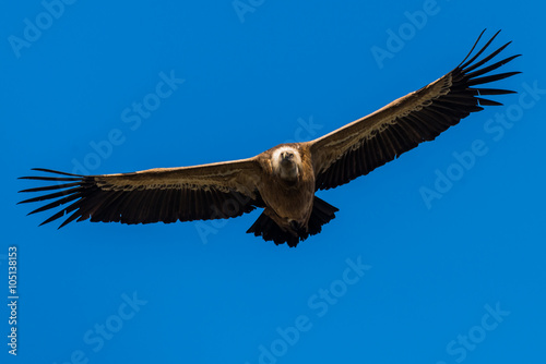 griffon vulture in flight