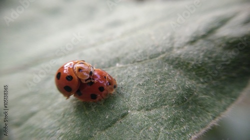 A litle bugs,insect, green photo