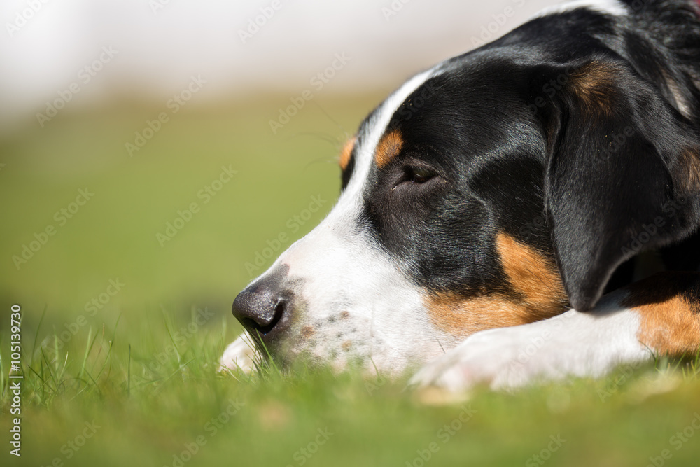 Greater Swiss Mountain Dog outdoors in nature Greater Swiss Mountain Dog outdoors in nature
