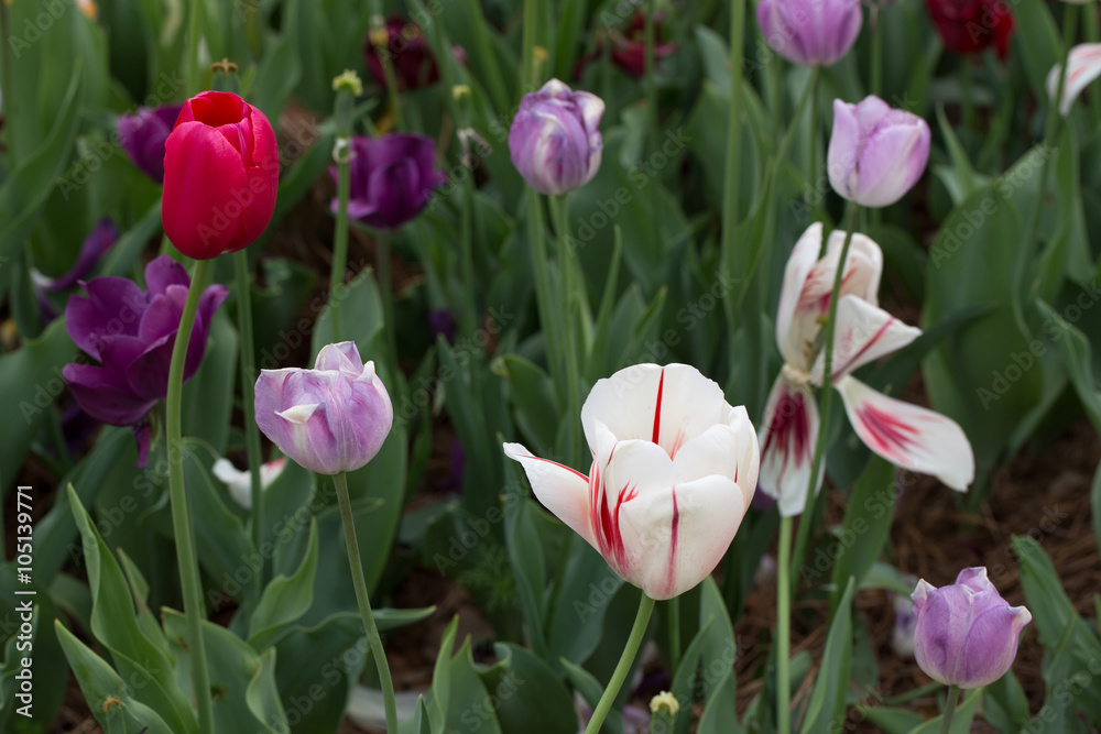 Obraz premium Purple, white and red tulips growing in a garden